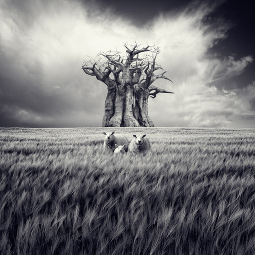 一花一世界一叶一菩提本来无一物,一花一世界一叶一菩提