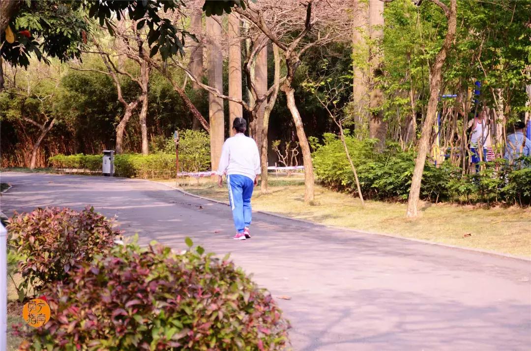 金花茶公园景点,走进金花茶公园