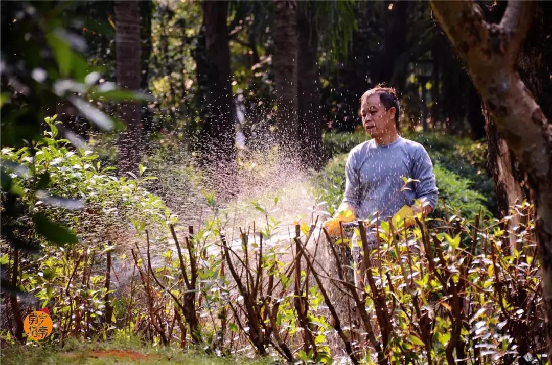 金花茶公园景点,走进金花茶公园