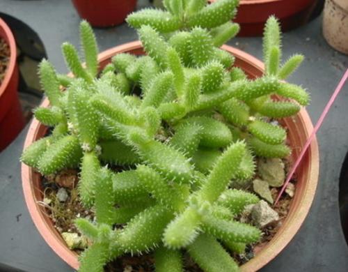 老花匠养的仙人掌,老花匠教你养花