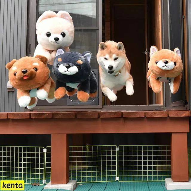 花式秀犬!主人为自家柴犬花重金买玩偶,摆拍秀“朋友圈”