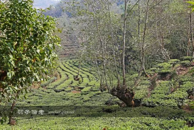 云南沧源靠近哪个国家,云南沧源最好玩的地方