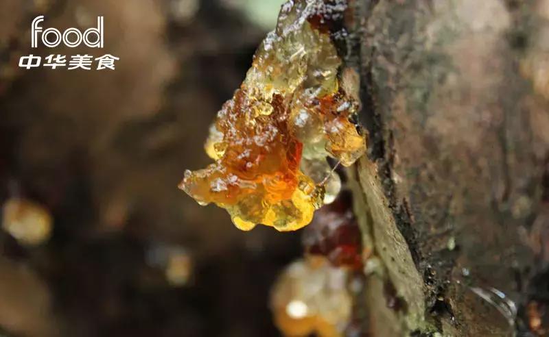 燕窝桃胶的正确炖法和吃法视频,平民燕窝桃胶花样吃法