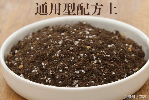 营养土推荐种什么,营养土的成分有哪些