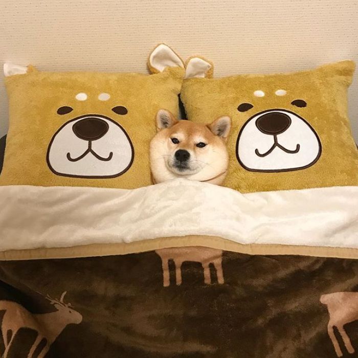 梦见被恶犬追是什么预兆,梦见恶狗是什么意思