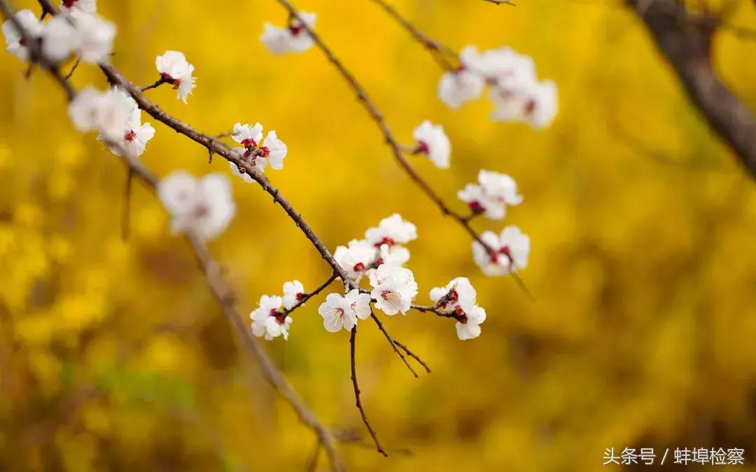 诗词丨你几月出生,就是哪种花,美到极致