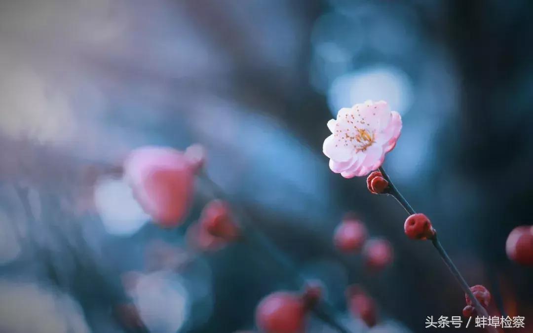 诗词丨你几月出生,就是哪种花,美到极致