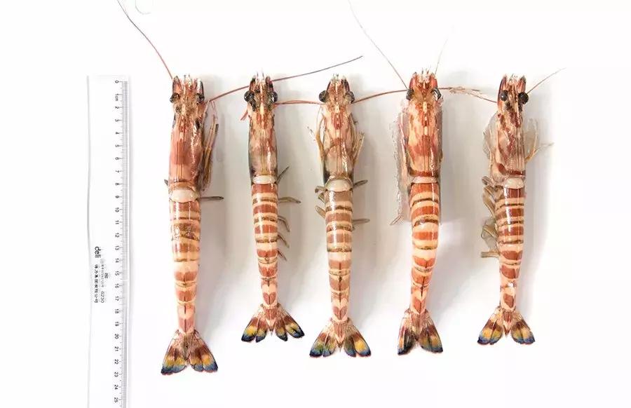 缃戜笂涔扮殑绮惧搧鐚倝,缃戜笂娣樺埌鐨勫ソ涓滆タ