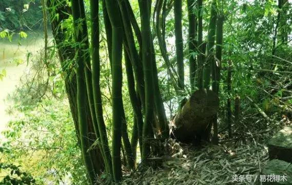 盆景富贵竹叶子发黄怎么救,水培棕竹叶片发黑干枯怎么解救