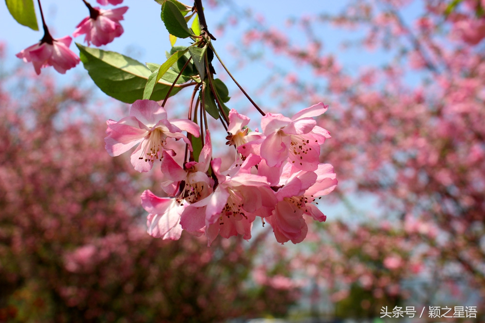 宁波植物园樱花最佳拍摄,花花世界桃博园