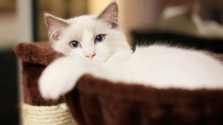 养猫家里不能有哪些东西 (家里养猫的应该知道哪些小技巧)