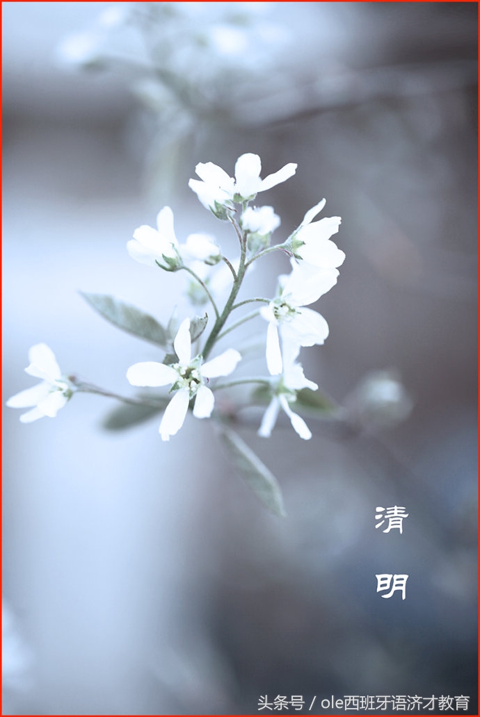 中西双语：如何优雅的用西班牙语介绍清明节，安利外国友人去踏青