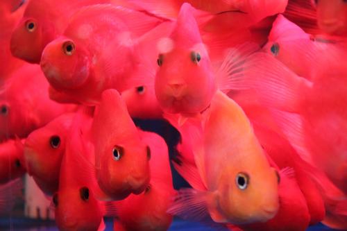 血鹦鹉鱼饲养鱼缸大小,血鹦鹉鱼好饲养吗