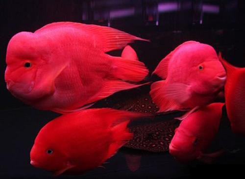 血鹦鹉的养殖方法和注意事项,血鹦鹉怎么养