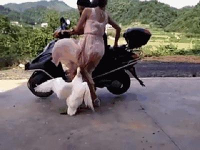 什么鹅的战斗力最强,鹅的战斗力是什么梗