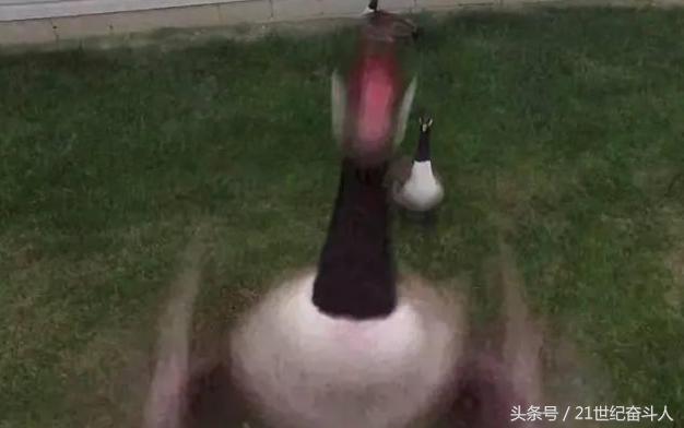 什么鹅的战斗力最强,鹅的战斗力是什么梗