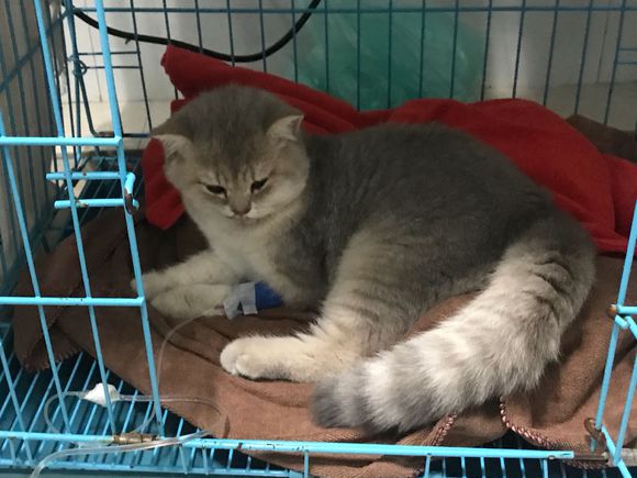 刚买的英短猫不幸得了猫瘟，一天500元的住院费用，只因不忍放弃
