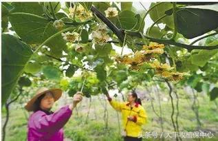 今年猕猴桃授粉的时间,今年猕猴桃受天气影响偏小