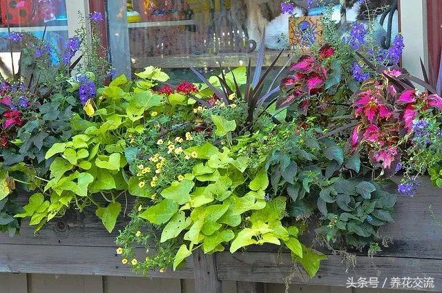 窗台上种上这几种盆栽花卉，四季都灿烂多彩