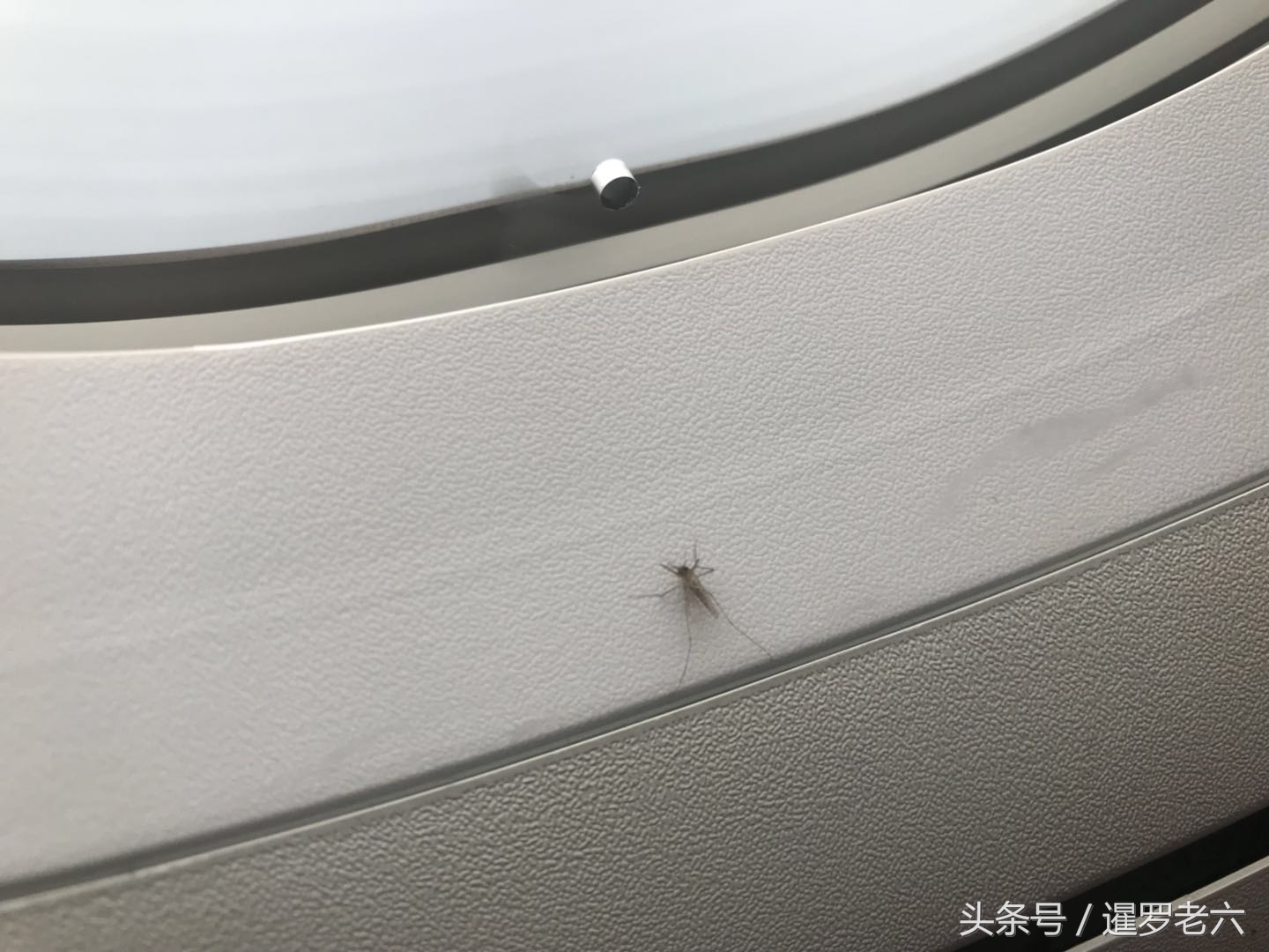 飞机窗户玻璃里面有蚊子,飞机窗玻璃间有蚊子