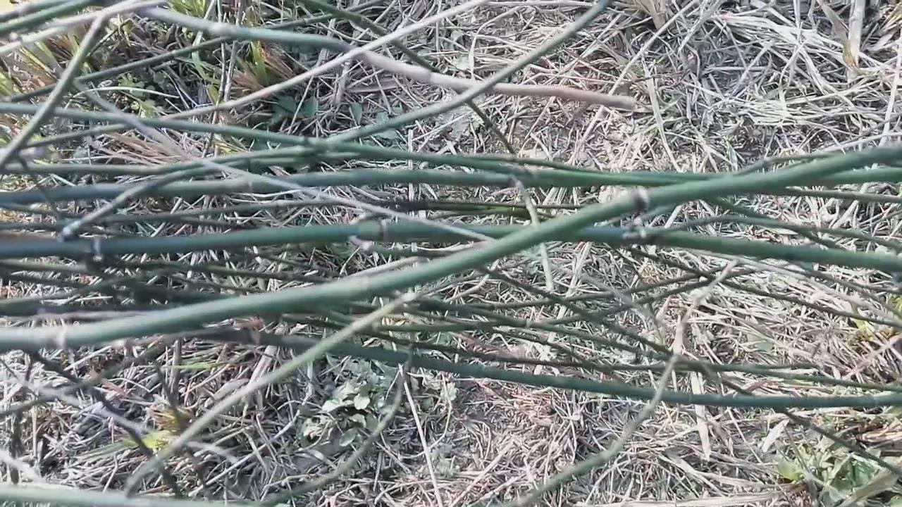 这种植物在农村全身是宝,农村常见却不为人知小植物作用大