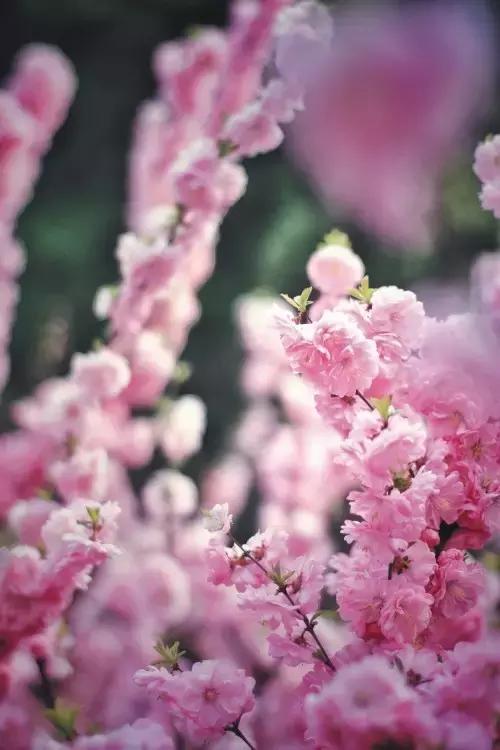 大连高校校花大pk,大连高中校花