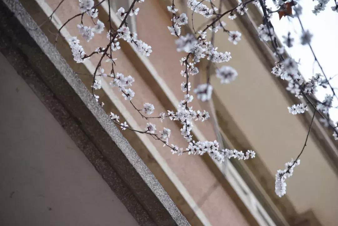 大连高校校花大pk,大连高中校花