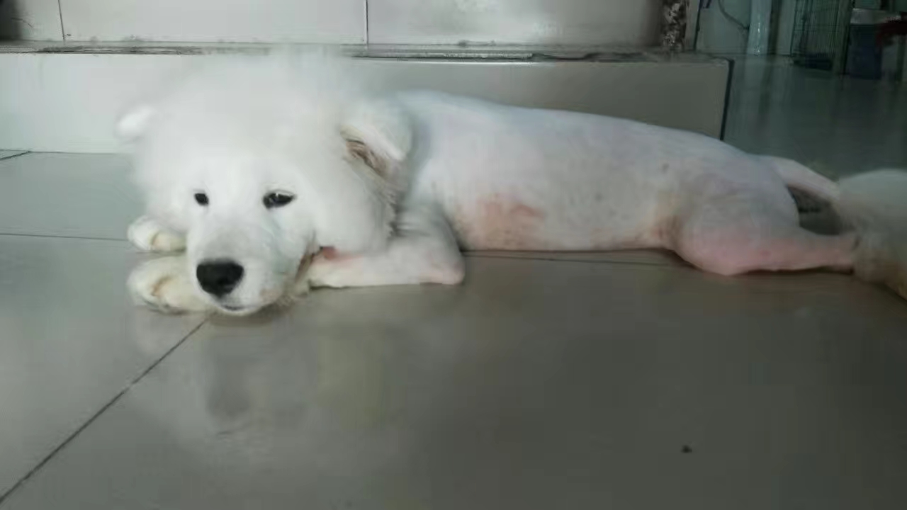 养狗新手小白应该养什么狗,盘点养狗小白必屯的十种物品