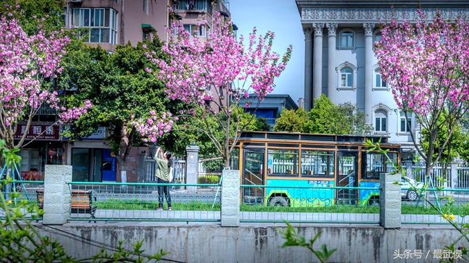 成都看日本樱花,日本哪个区看樱花最好