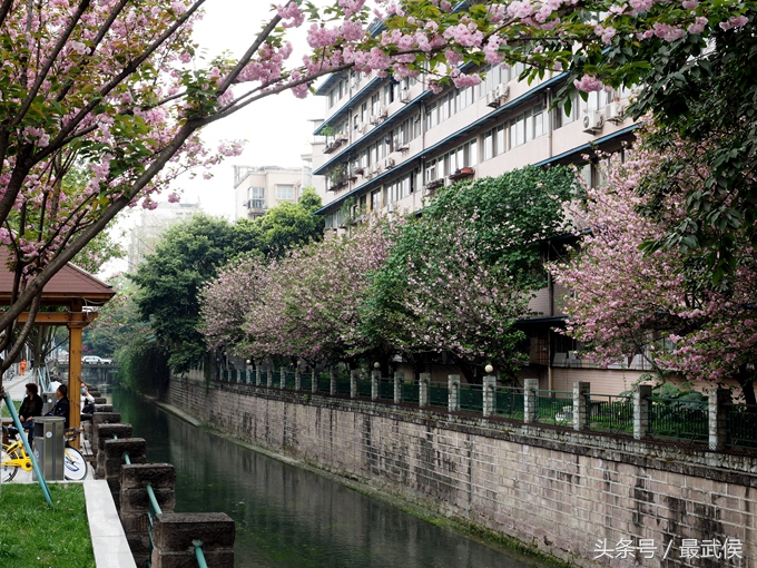 成都看日本樱花,日本哪个区看樱花最好