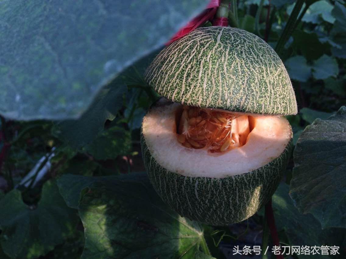 硝酸钾葡萄膨果期用量,磷酸二氢钾对哈密瓜裂瓜的作用