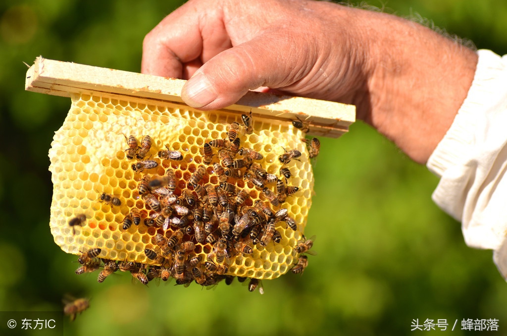 养蜂怎么防止蜂王分蜂,养蜂春繁雄蜂过多怎么办