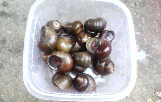 钓小龙虾什么天气好钓,钓小龙虾选什么天气好