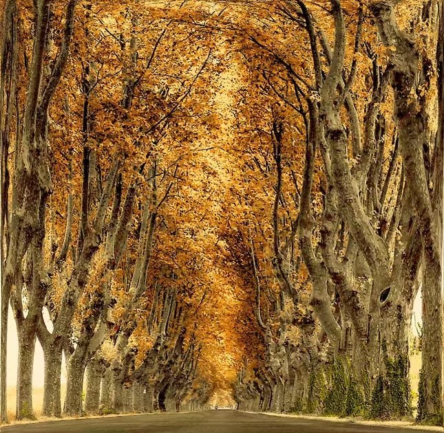 绝美林荫,绝美林荫道创意图片