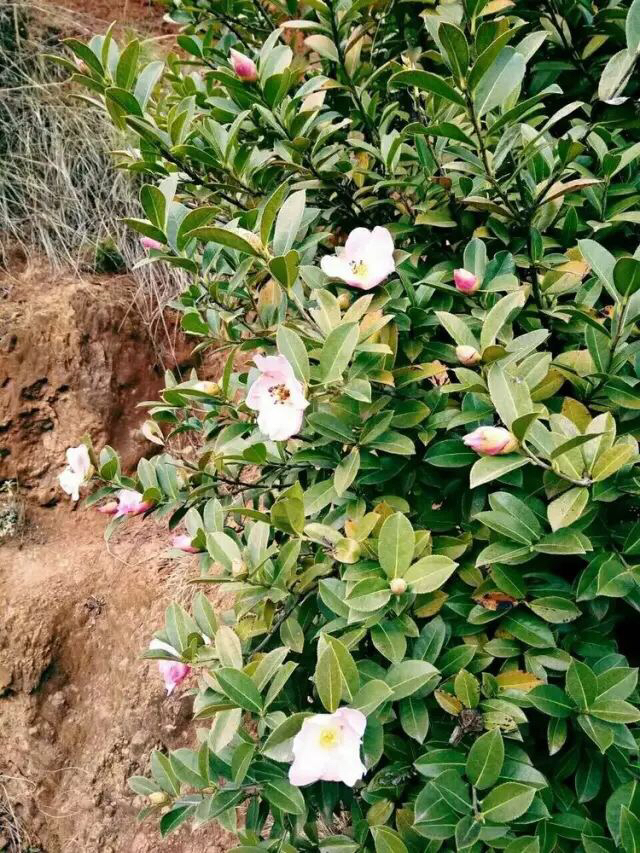 这几年巧家的变化,巧家的生活变化