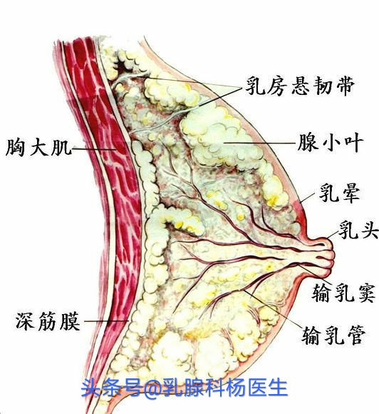 主任答疑,医生说有乳腺增生怎么回事