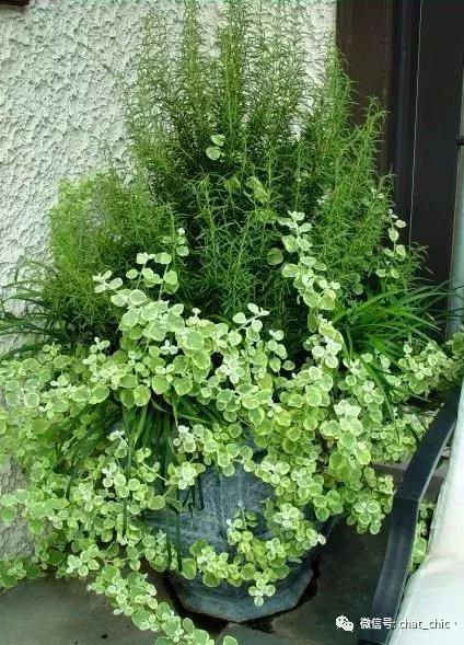 蚊子喜欢用什么驱蚊液,驱蚊最好的4种物品