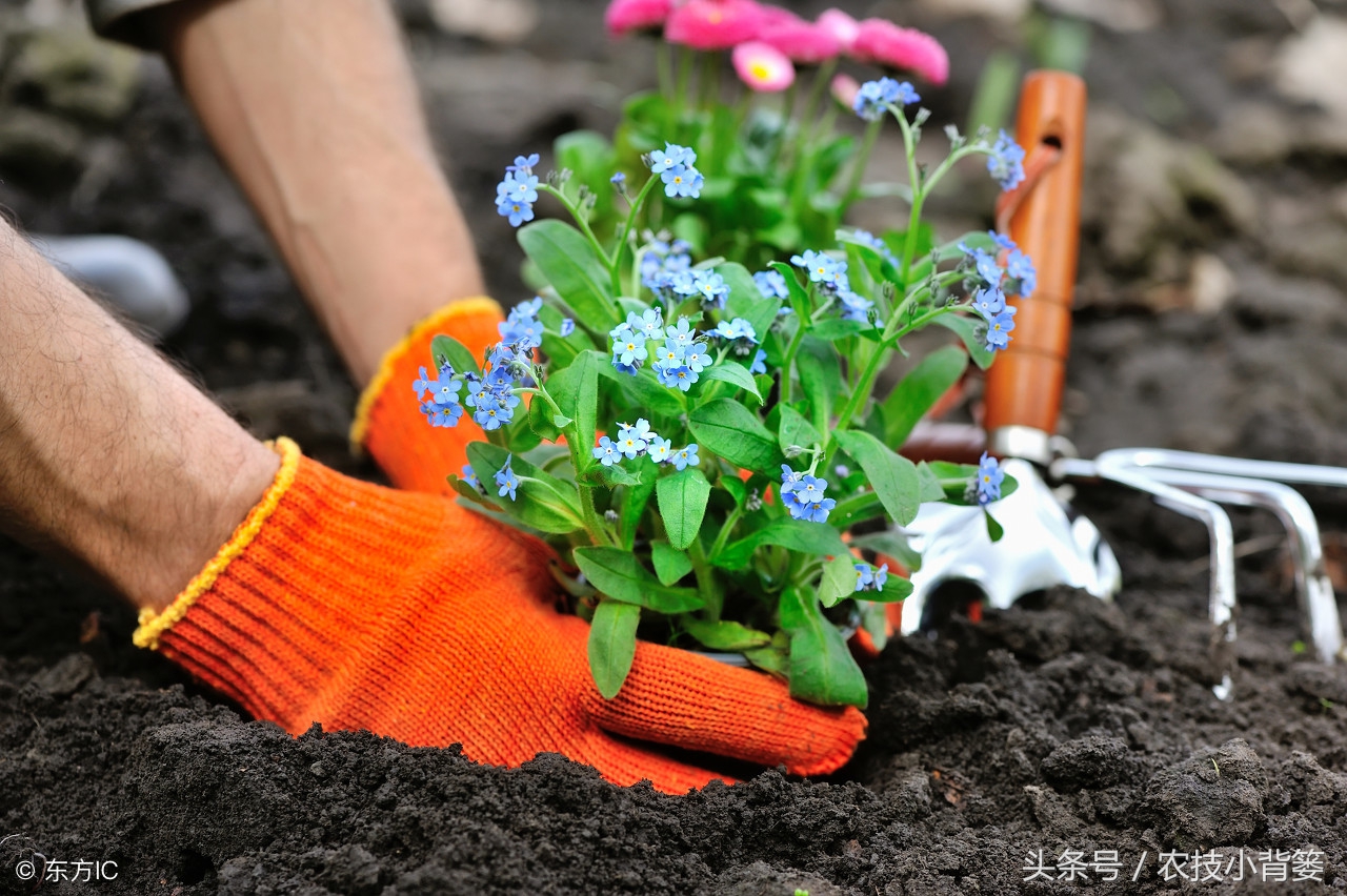 盆栽巧用小苏打:消毒灭菌、防虫祛害,家庭养花更简单!