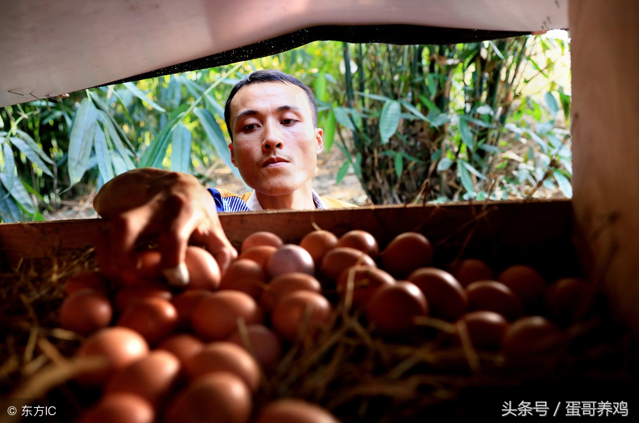 鸡群肠炎怎么治疗,鸡拉血痢疾是什么病