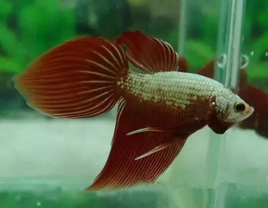 有哪些斗鱼天性好斗,斗鱼自恋狂