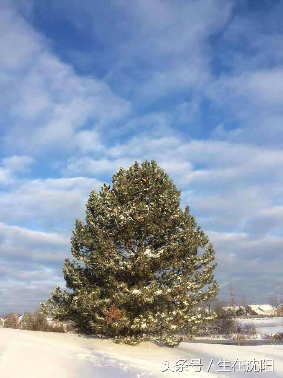 曾经的十大城市沈阳,沈阳是特大城市吗