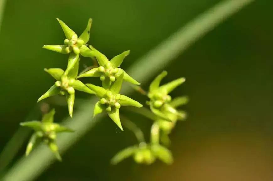 农村哪种野草是草药,农村这种常见野草清热解毒非常好
