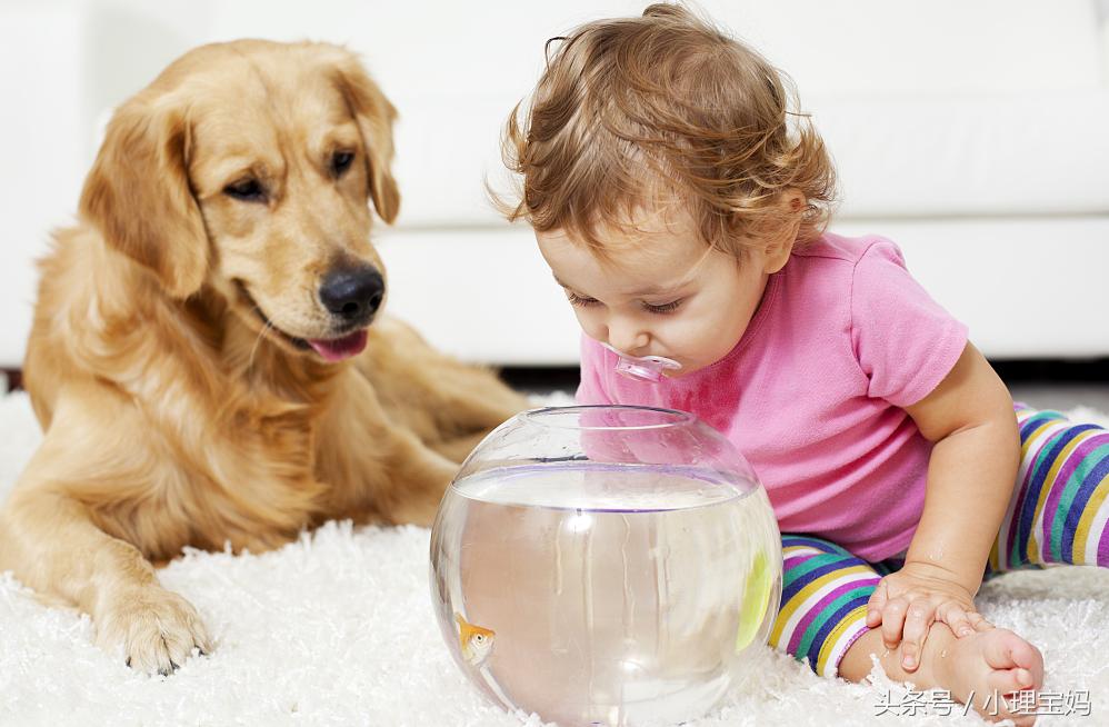 婴儿怕金鱼,7个月宝宝为啥怕金鱼