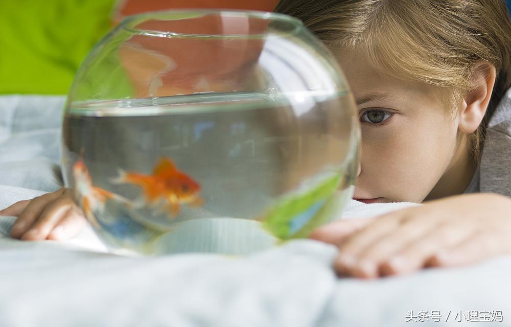 婴儿怕金鱼,7个月宝宝为啥怕金鱼