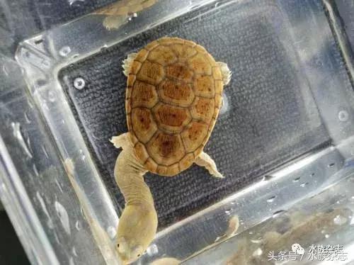 鱼缸里的龟,鱼缸里面的龟晒台
