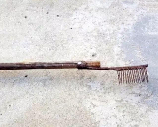 泥鳅野生及人工养泥鳅营养一样吗,野生的土泥鳅