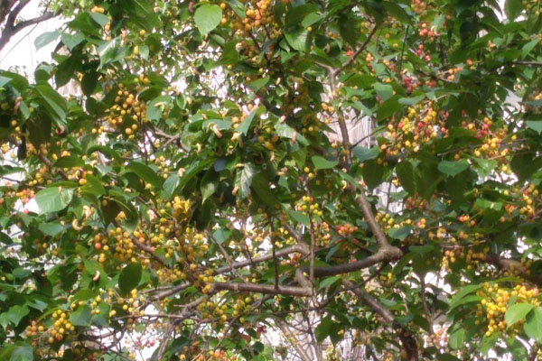 樱桃长得稀是怎么回事,樱桃长成的过程