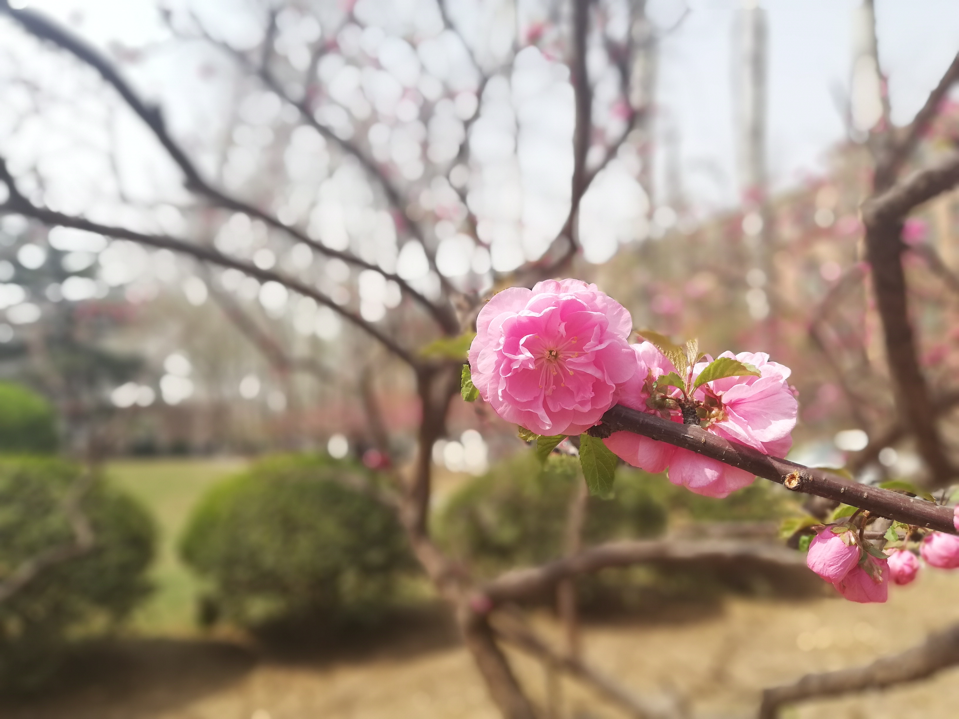 华为nova3e有什么功能,华为nova3e测评可以投屏