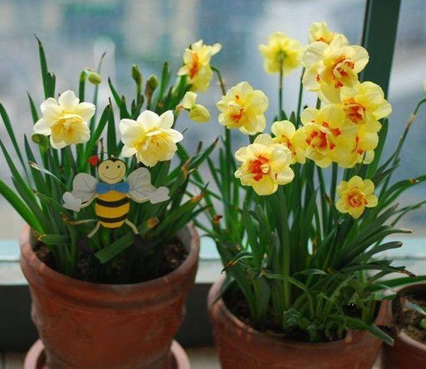 三种最适合懒人的盆栽植物,适合在家用小盆栽的会开花的植物