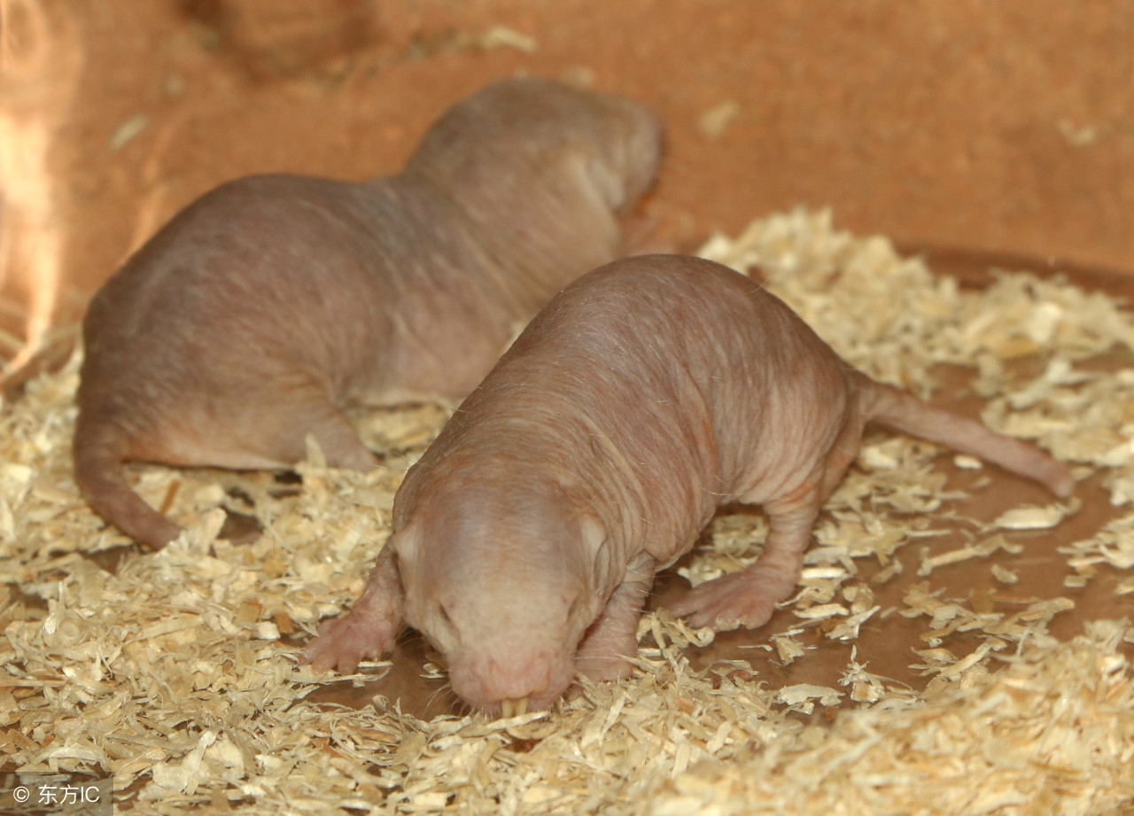 自愈能力最强的哺乳动物,唯一不会得癌症的哺乳动物